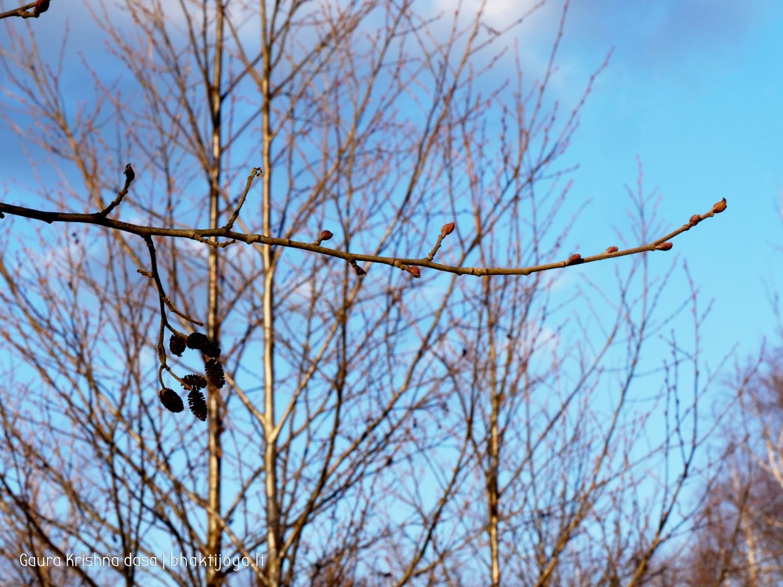 2 pavasari ismintinga gamta stiebiasi maksimaliai i virsu sakalu  kaimas 2020 04 19